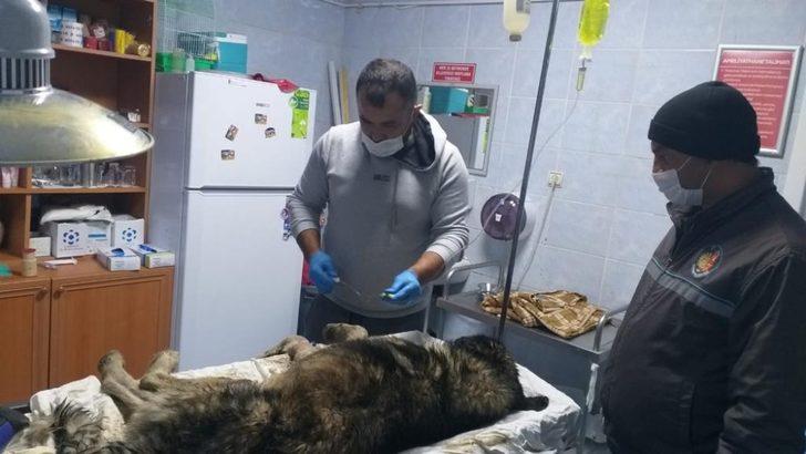 Su kuyusuna düşen köpeği belediye ekipleri kurtardı G3