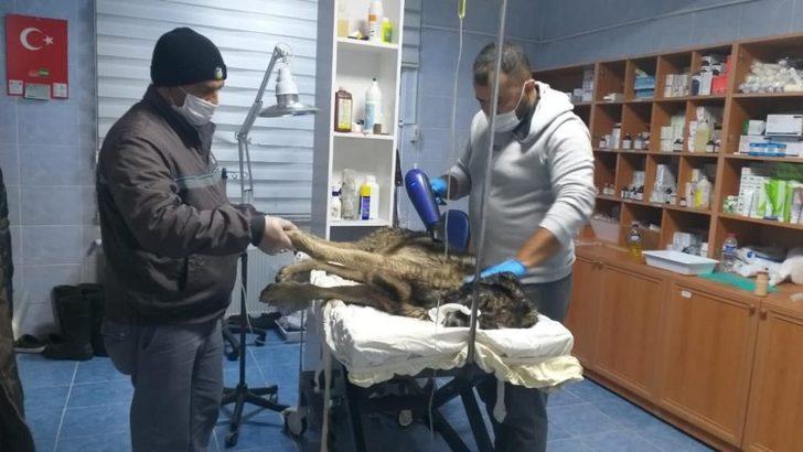 Su kuyusuna düşen köpeği belediye ekipleri kurtardı G4