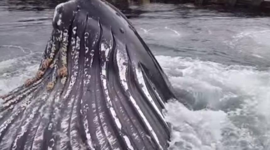 Dev Bir Balinanın Avını Yakalayıp Yiyişini Birkaç Metre Öteden İzleyin