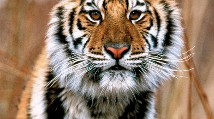 Kaplan Varsa Yaşam Var