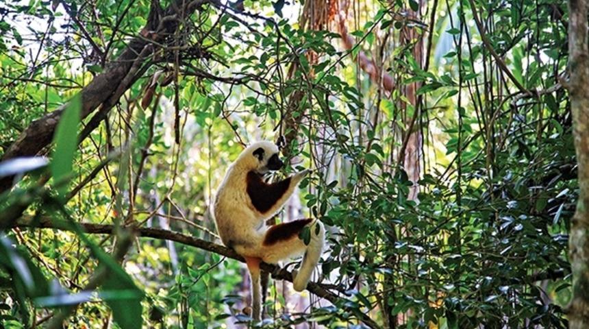 500 Canlı Türü Yok Olacak