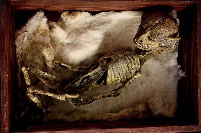 Londra da Eski Bir Evin Bahçesinde Garip İskeletler Bulundu 11