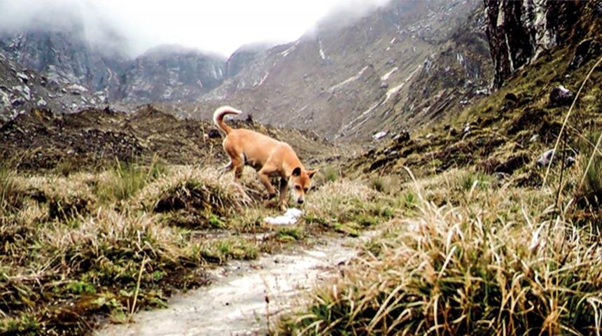 En Eski Yaban Köpek 