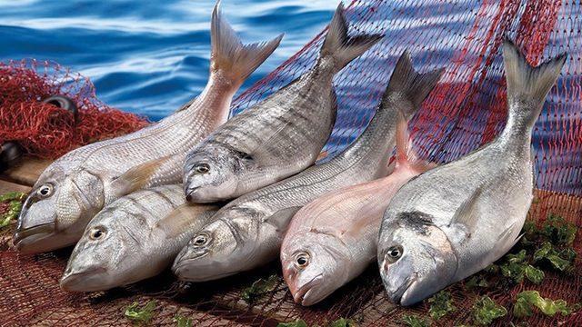 Lüfer ve uskumru mevsimi... 2020 Aralık ayında hangi balık yenir? İşte aylara göre yenilecek balık türleri!