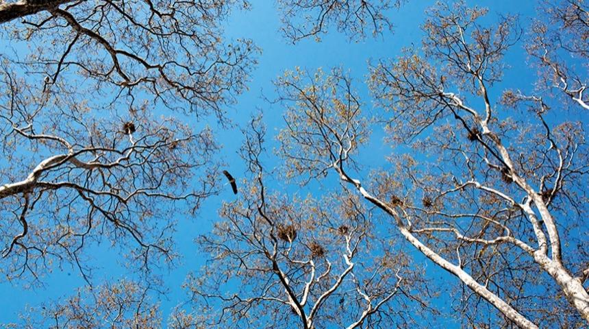 Altmış bin ağaç türü