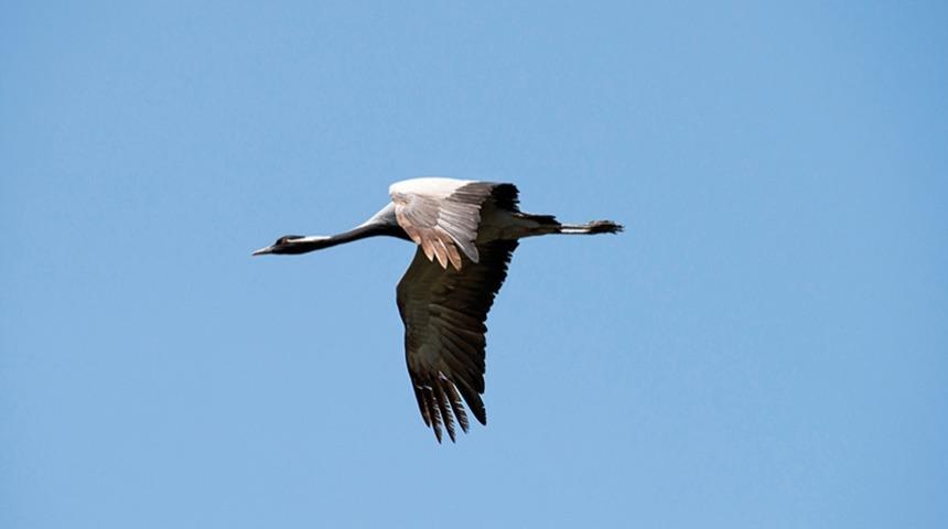 Hoş geldin telli turna