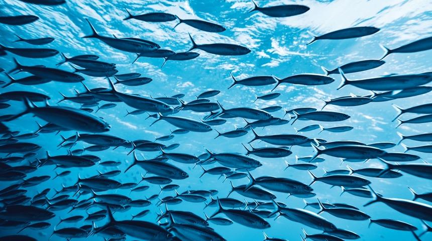 Balıklara adanmış festival