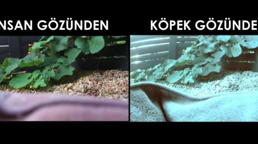 Hayvanlar ve İnsanlar Aynı Şekilde Görmüyorlar: Peki Hayvanlar Nasıl Görüyor?