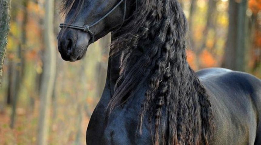 D&uuml;nyanın En G&uuml;zel Atı