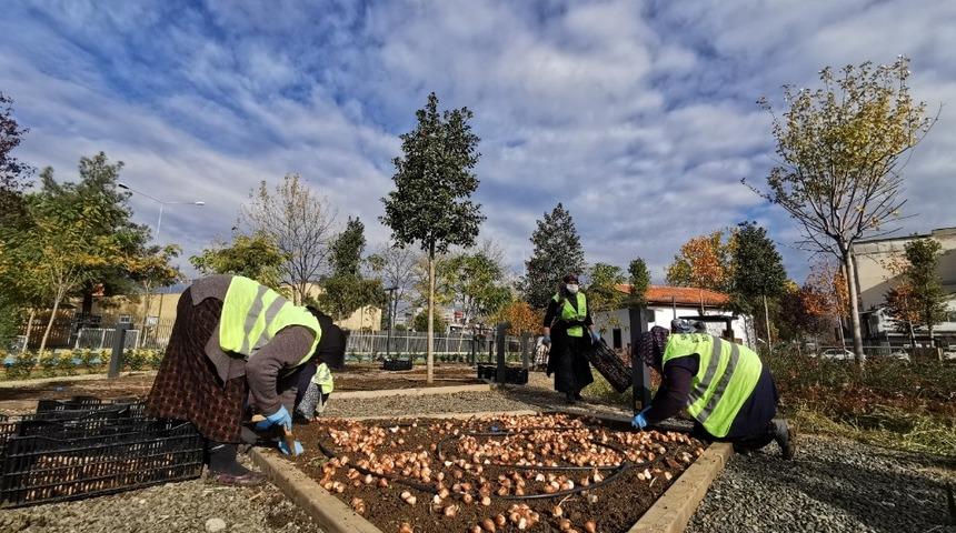 200 bin lale toprakla buluşuyor