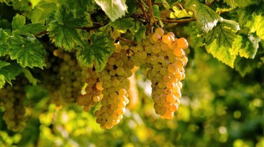  T&uuml;rkiye'nin en keyifli bağ bozumu rotaları