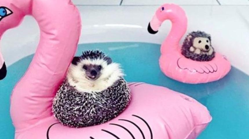 Dünyanın en şirin gezgini: Mr. Pokee