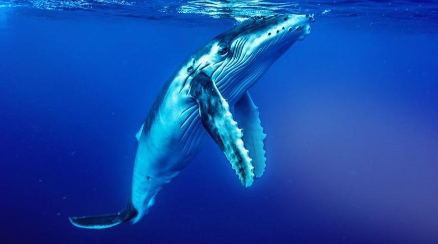 Okyanuslarda Tuhaf Şeyler Oluyor