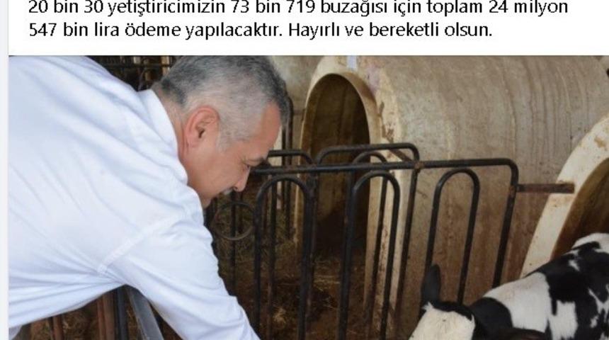 Buzağı destek &ouml;demeleri yarın başlıyor
