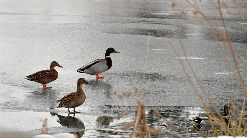 Sarı&ccedil;am ormanlarında kartpostallık ş&ouml;len