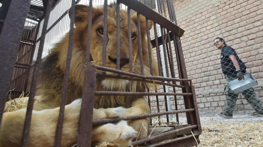 Japonya'da aslanlar yavru kediden ucuza satılıyor!