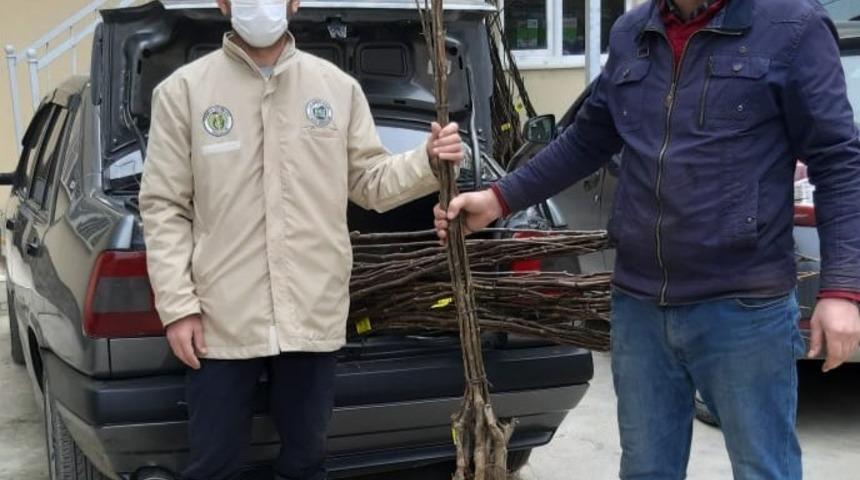 B&uuml;y&uuml;kşehir&rsquo;den 2 bin ceviz fidanı desteği