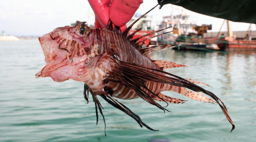 Süveyş Kanalı'ndan geliyor: Uzman isimden aslan balığı uyarısı