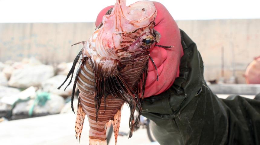 Bu balık cinsel iktidarsızlığa çözüm oluyor: Yiyebilirsiniz ama...