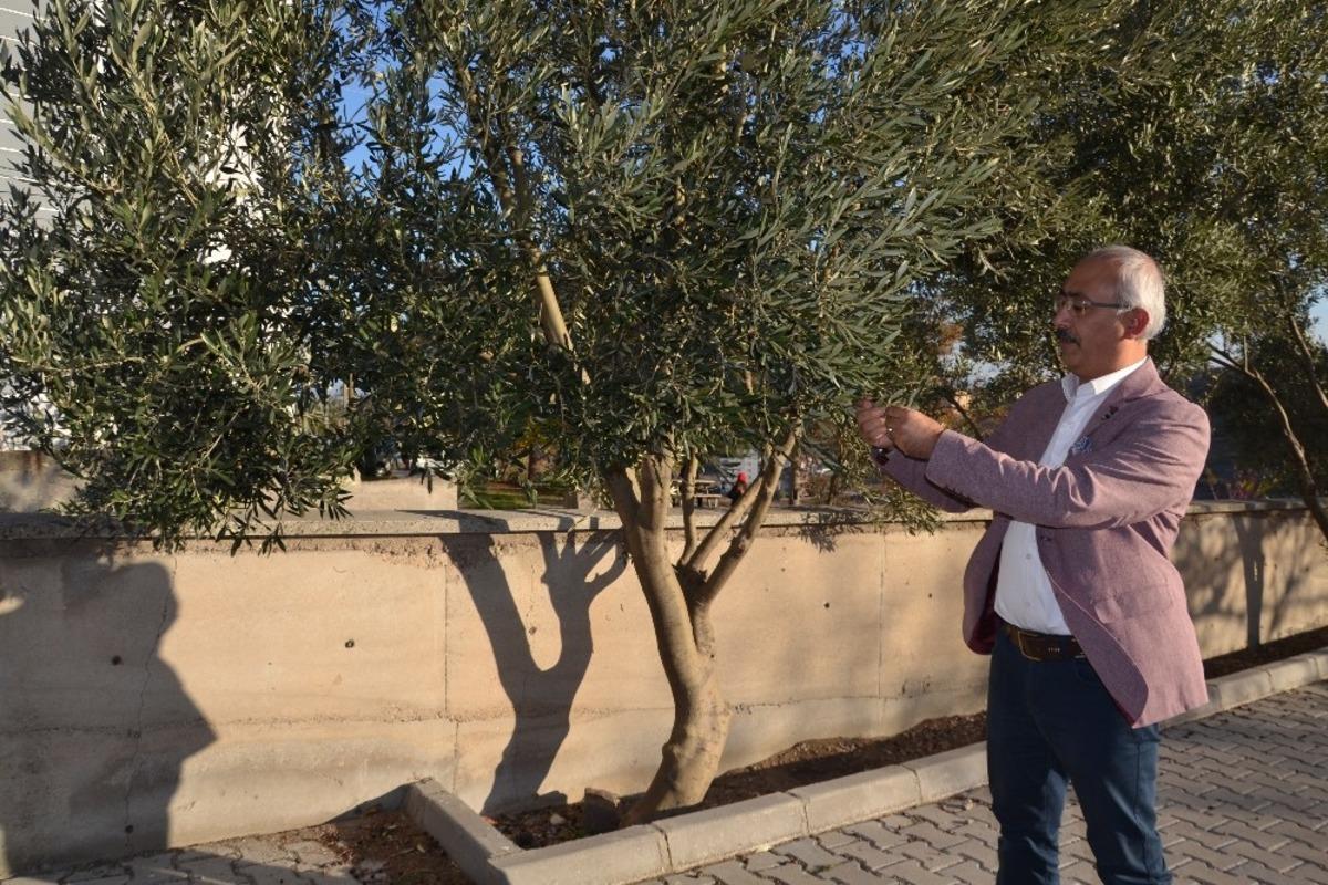 Zeytin ve yaprağı Anadolu&rsquo;da halk tıbbında asırlardır kullanılıyor