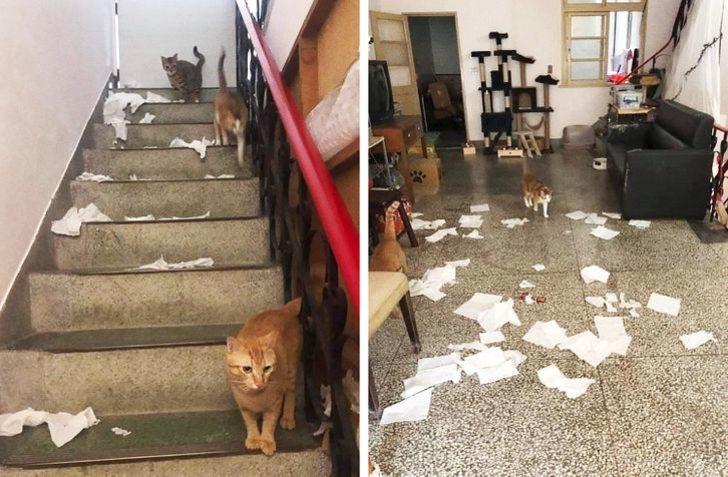 Ortalığı darma duman eden kediler için bulduğu çözüm görenleri şaşırttı  G1