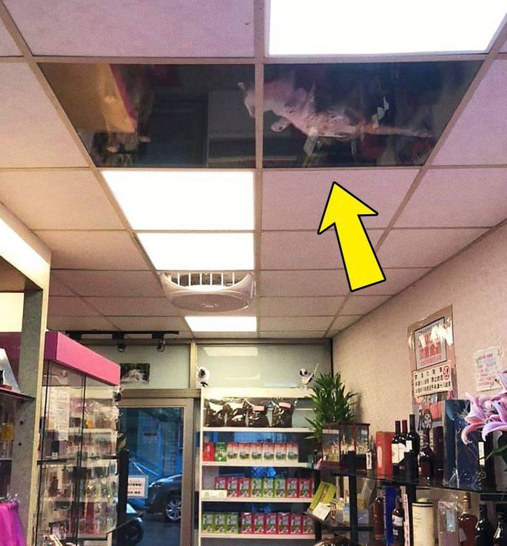 Ortalığı darma duman eden kediler için bulduğu çözüm görenleri şaşırttı  G2