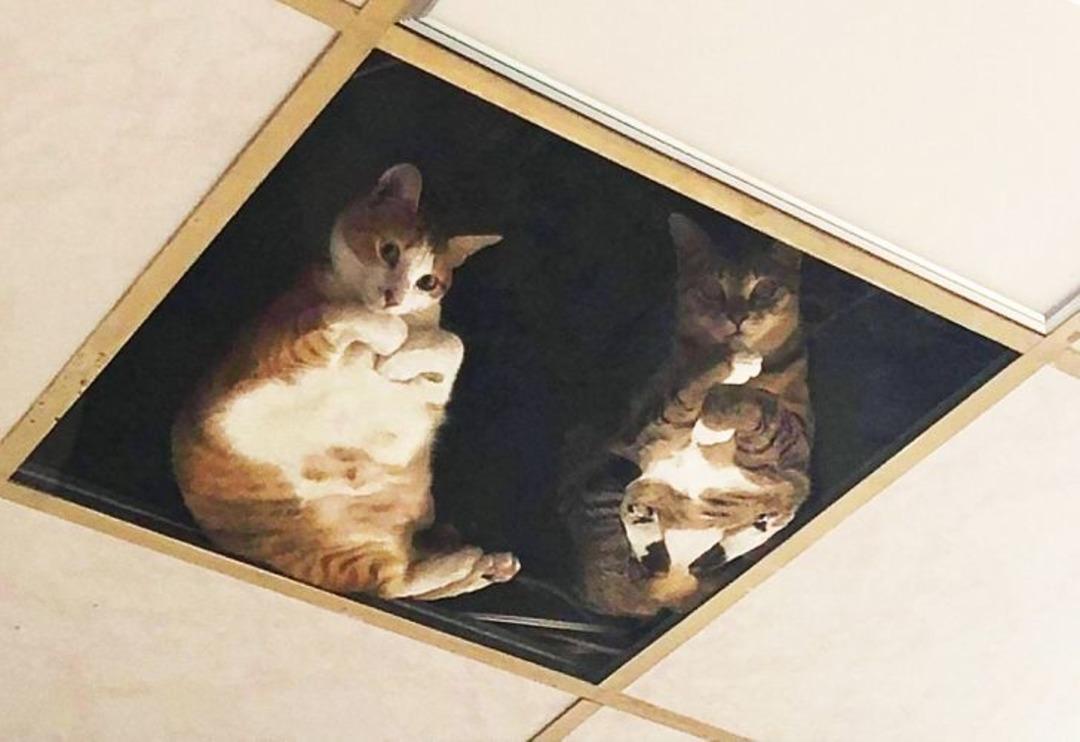 Ortalığı darma duman eden kediler i&ccedil;in bulduğu &ccedil;&ouml;z&uuml;m g&ouml;renleri şaşırttı 