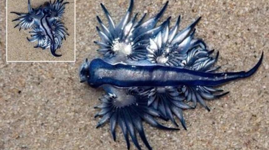 Denizlerin 'en güzel katili', mavi ejderha ile tanışın