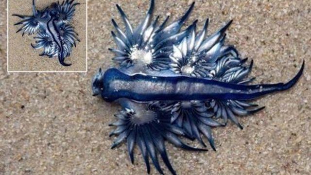 Denizlerin 'en güzel katili', mavi ejderha ile tanışın