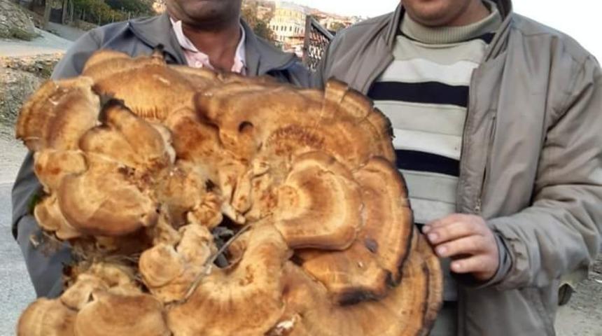 Dev meşemantarı g&ouml;renleri şaşırttı