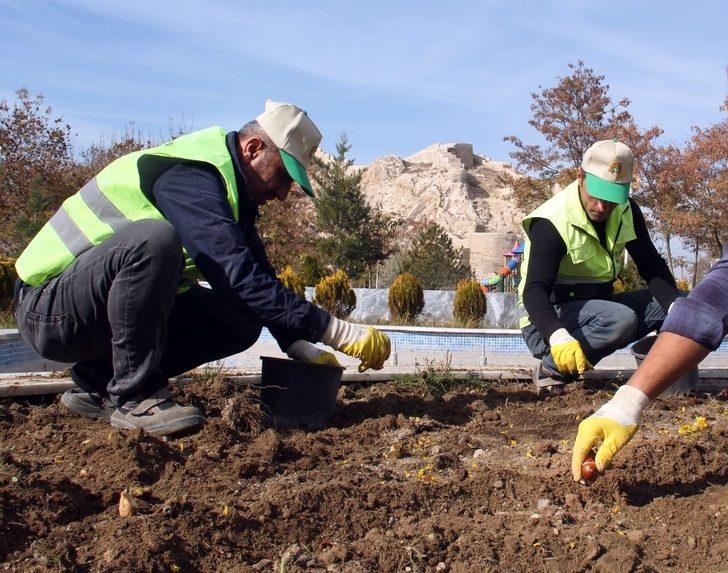 Van Büyükşehir Belediyesi 110 bin lale ve sümbül soğanı dikti G1
