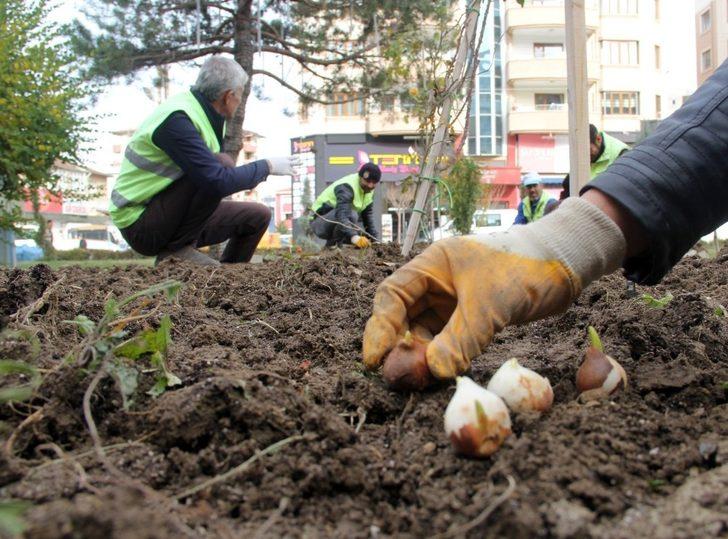 Van Büyükşehir Belediyesi 110 bin lale ve sümbül soğanı dikti G2