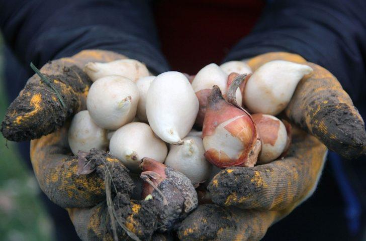 Van Büyükşehir Belediyesi 110 bin lale ve sümbül soğanı dikti G3