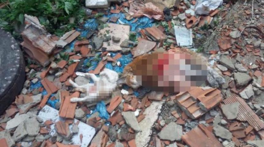 Eyüpsultan'da 7 kedi vahşice öldürüldü