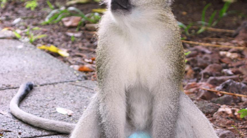Onların testisleri mavi! Bacaklarını açıp göstermeyi seviyorlar çünkü...