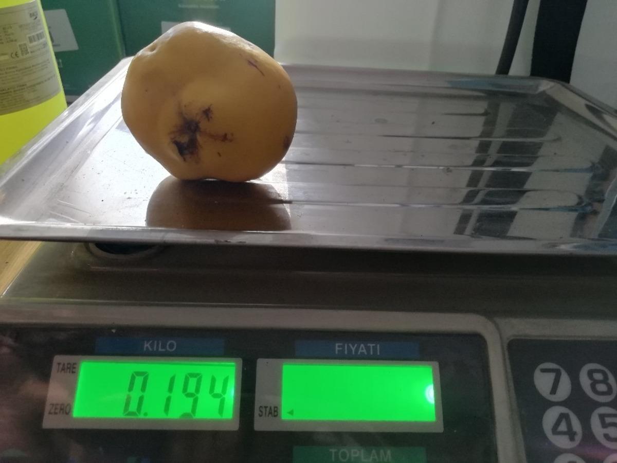 Yetiştirdiği ayvaların b&uuml;y&uuml;kl&uuml;ğ&uuml; şaşırtıyor