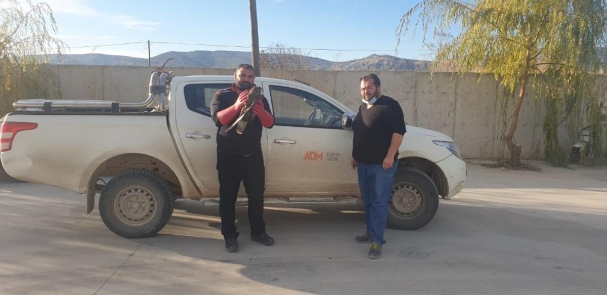 Dikkatli s&uuml;r&uuml;c&uuml; yaralı şahinin hayatını kurtardı