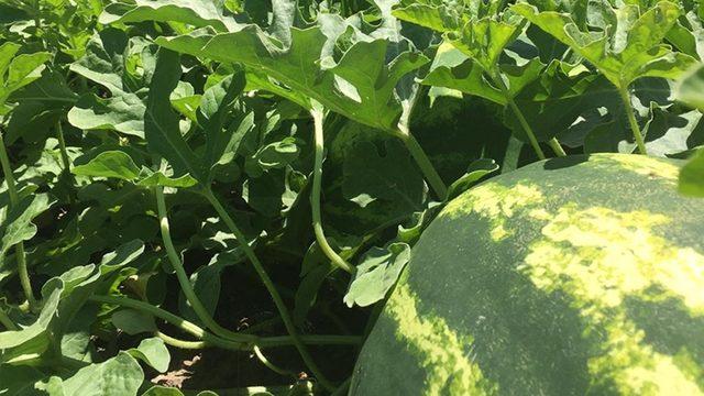 Erzincan, Erzurum ve Ağrı’da sulama sezonu tamamlandı