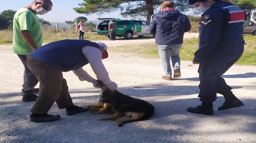 Terk edilen k&ouml;peklere jandarma sahip &ccedil;ıktı