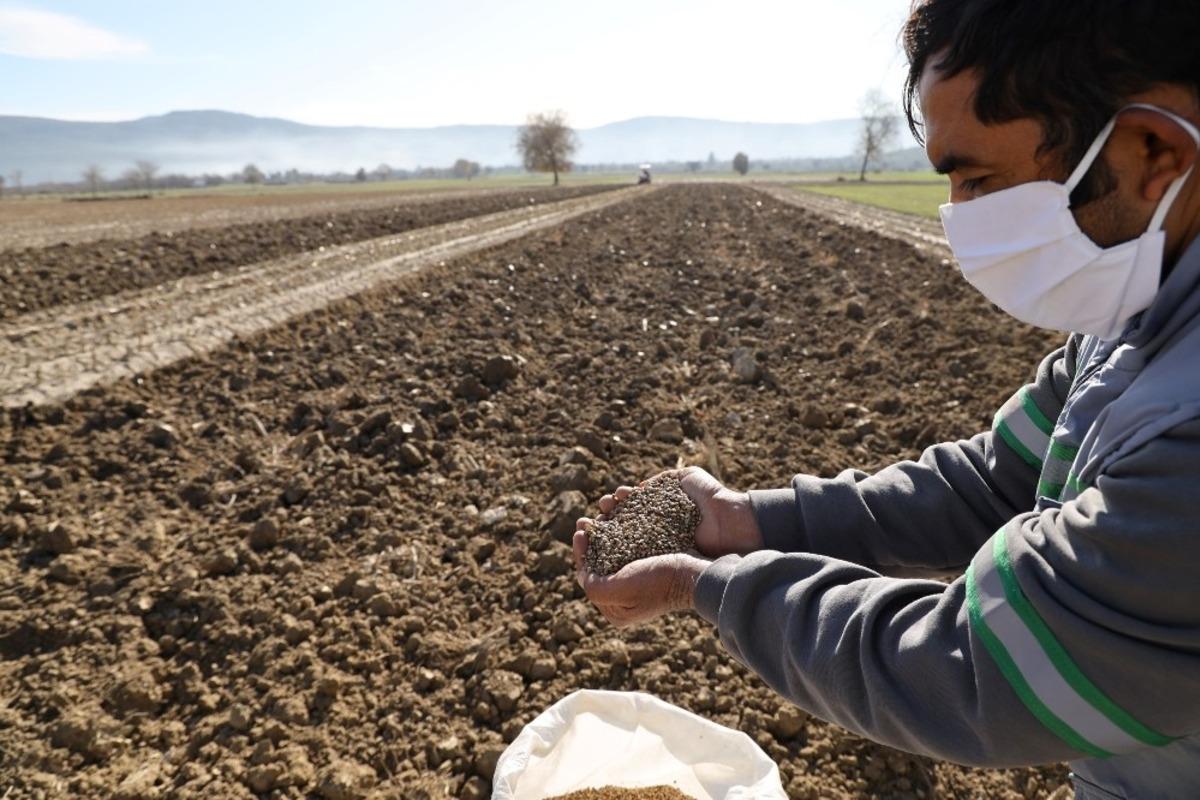 Menteşe Belediyesi hayvan yetiştiricisi i&ccedil;in yem bitkisi &uuml;retiyor