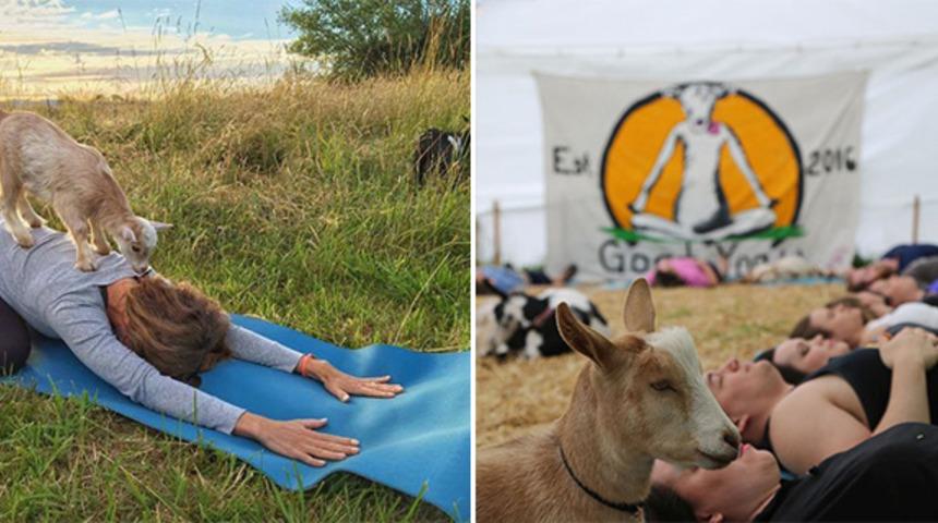 D&uuml;nyanın  en son ve en tatlı trendi: Ke&ccedil;i Yogası!