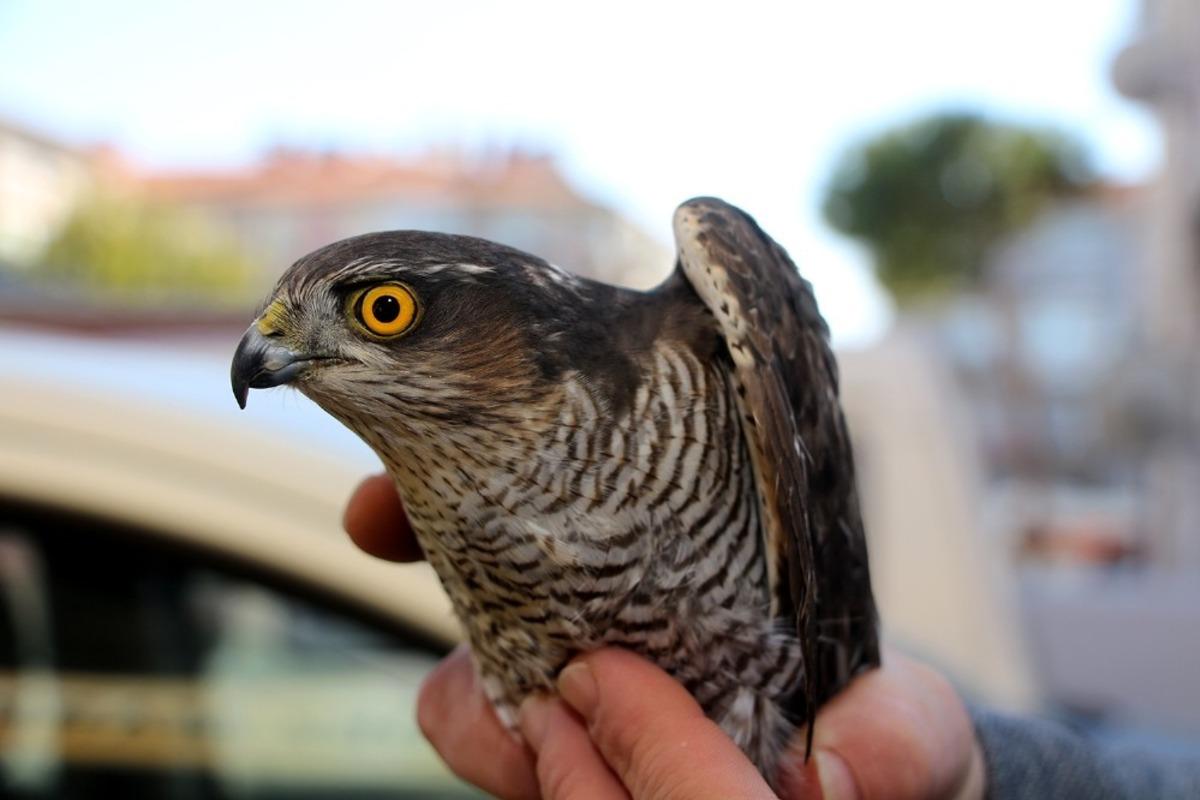 Yaralı halde bulunan şahin Milli Parklar&rsquo;a teslim edildi