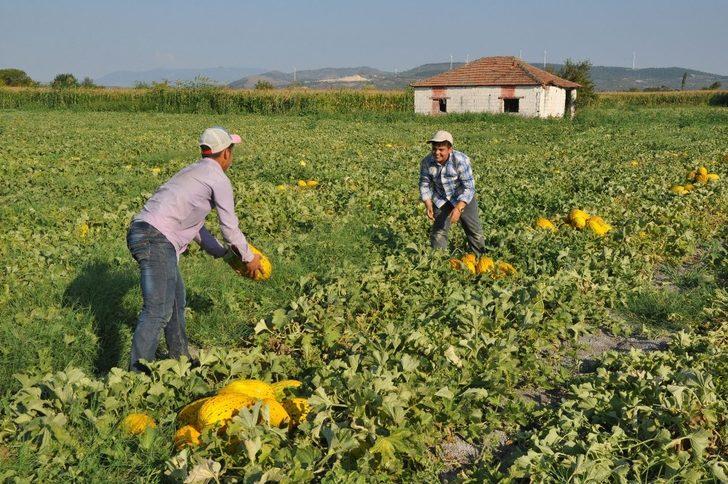 ’Kırkağaç Kavununda Sıfır Atık’ Projesi başarılı bulundu G2
