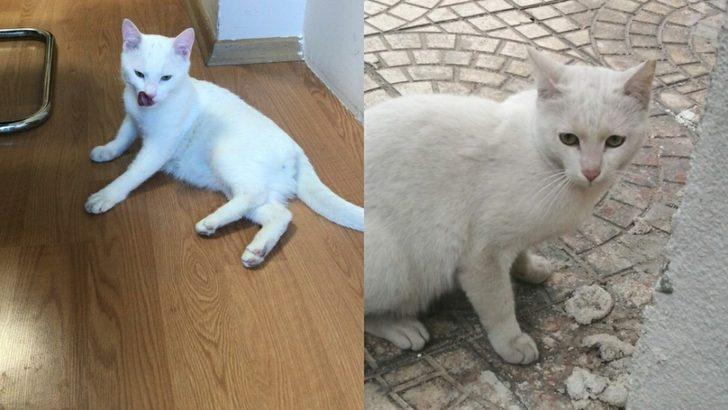 Depremden kurtarılan can dostlar sahiplendiriliyor G1