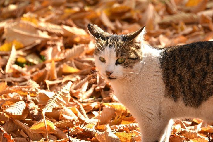 Karatay’da sonbahar güzelliği G2