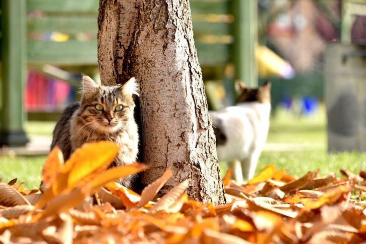 Karatay’da sonbahar güzelliği G3