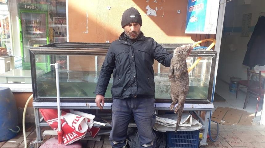 Tercan Barajında balık&ccedil;ı ağına nesli t&uuml;kenme tehlikesi altında olan su samuru takıldı