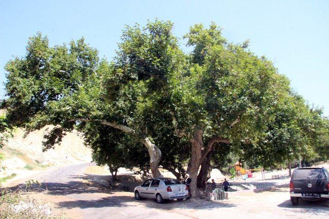 Kilis’te asırlık ağaçlara kış öncesinde yoğun bakım