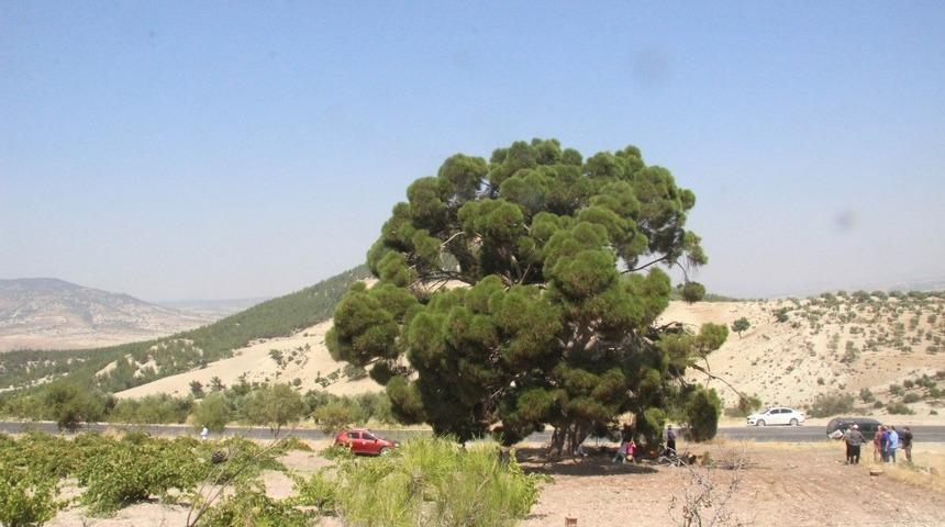 Kilis&rsquo;te asırlık ağa&ccedil;lara kış &ouml;ncesinde yoğun bakım