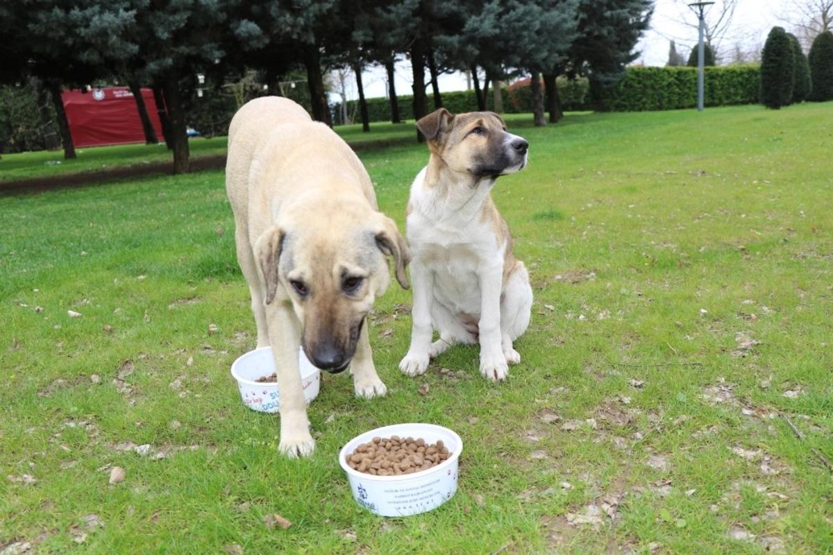 Kocaeli&rsquo;de 81 ton mama şehrin belli noktalarına dağıtıldı